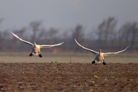 Tundra Swan, Texel, Netherlands