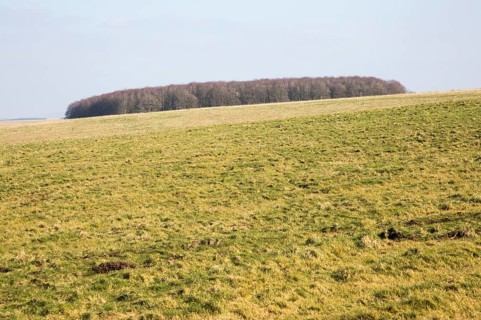 Chalk landscape scenery near Chitterne, Salisbury Plain, Wiltshire, England, UK