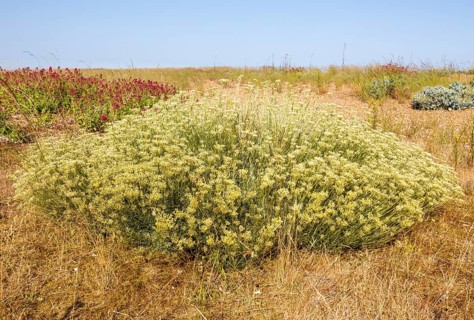 The Curry plant, Helichrysum italicum, Shingle Street, Hollesley, Suffolk, England, UK
