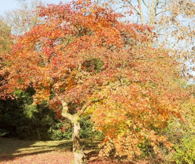 Japanese maple tree in autumn colour, Acer Palmatum, National arboretum, Westonbirt arboretum,