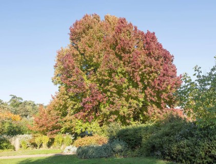 Liquidambar styraciflua, American sweetgum or redgum, in autumn leaf foliage, Woodbridge, Suffolk,