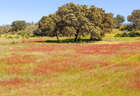 Countryside landscape of wildflower meadow and oak trees in springtime, near Castro Verde, Baixo