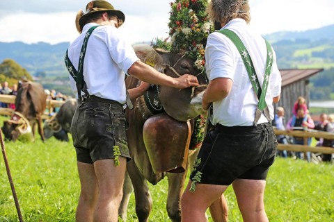 Traditional cattle drive or cattle seperation . As here in the Allgaeu, the cattle are driven down