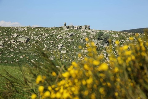 Stone landscape with rock formation and broom, landscape, mountains, bloom, Mont Lozere, Le Pont de