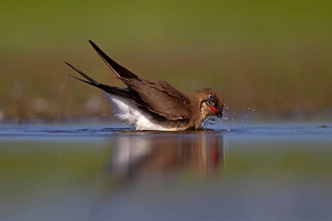 Collared pratincole (Glareola pratincola) bathing in the water, Danube Delta Biosphere Reserve,