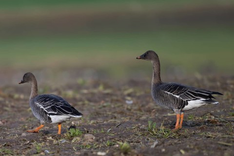 Bean goose (Anser fabalis), Texel, Netherlands