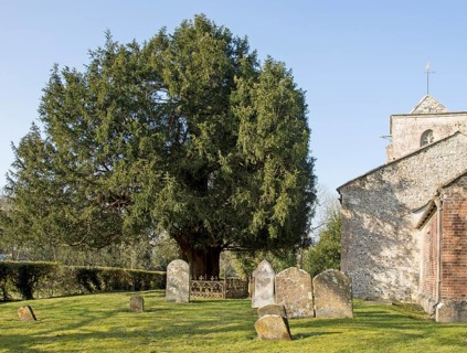 Ancient yew tree dated at 1700 years old All Saints Church, Alton Priors, Wiltshire, England, UK