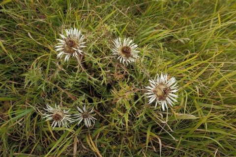 Silver thistle (Carlina acaulis), grass meadow, view from above, vineyard, Huenfeld, Hesse, Rhoen,