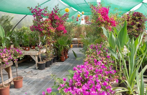 Urban Jungle Plant Nursery and Cafe, Beccles, Suffolk, England, UK, tropical zone polytunnel