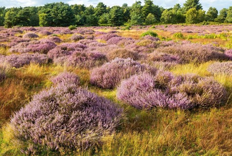 Heathland vegetation with heather in flower, Calluna vulgaris, Sutton Heath, Shottisham, Suffolk,