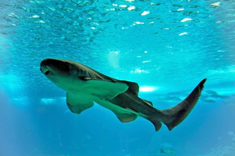 Shark in saltwater aquarium, Lisbon, Lisboa in Portugal