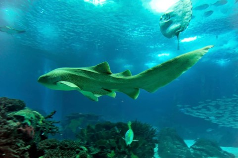 Shark in saltwater aquarium, Lisbon, Lisboa in Portugal
