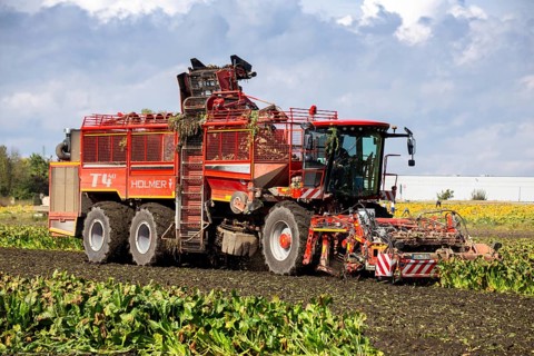 Sugar beet harvest in the Palatinate: The large mountains full of sugar beet at the edge of the