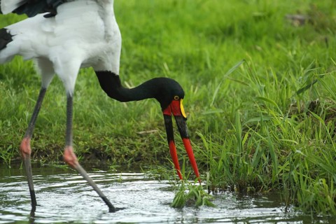 Saddle-billed stork (Ephippiorhynchus senegalensis) foraging on the shore in the water, detail,