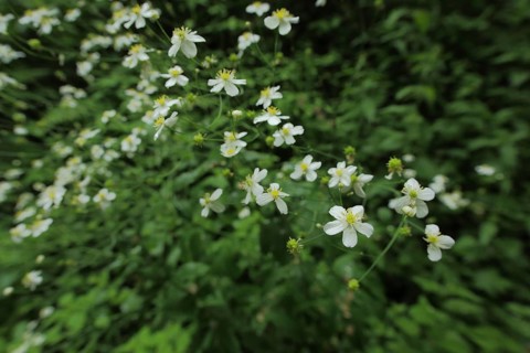 Aconite-leaf buttercup (Ranunculus aconitifolius), Ranunculus, plant, Kesselrain, Lange Rhoen,