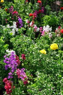 Splendour of flowers in spring, gardens, Generalife Gardens, Alhambra, Granada, Spain, Europe