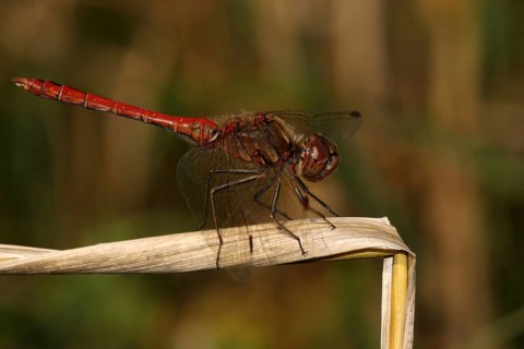 Male vagrant darter (Sympetrum vulgatum), blade of grass, Illmitz, Seewinkel, Lake Neusiedl,