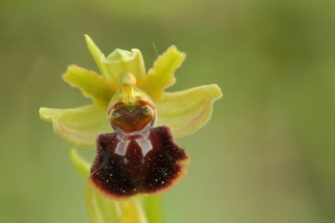 Early spider orchid (Ophrys sphegodes), mimicry, flower figure, detail, nature photography,