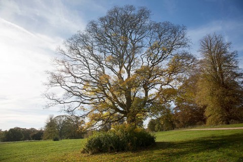 Cappadocian maple tree, acer cappadocicum, National arboretum, Westonbirt arboretum,