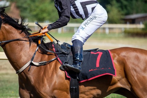 Race day at the racecourse in Hassloch, Palatinate. Cantering in in front of the Hassloch Mile
