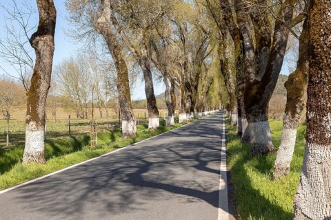 Iconic road through grove of ash trees with whitewashed bases of their trunks, Fraxinus