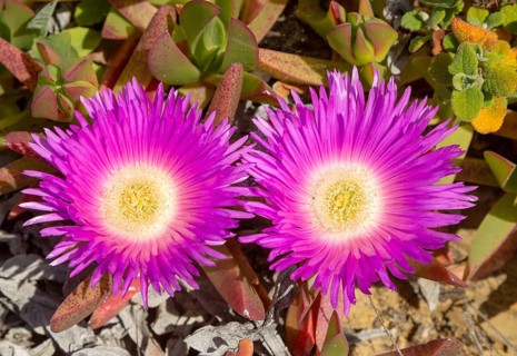 Pink purple flower of Carpobrotus edulis, a ground-creeping plant with succulent leaves native to