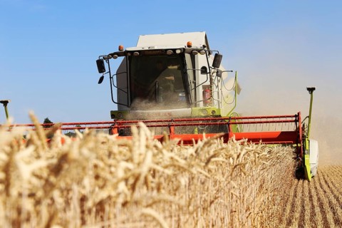 Harvesting grain with a combine harvester in a field near Ludwigshafen