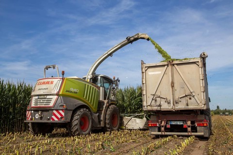 Rhineland-Palatinate, Germany: Maize harvesting (maize chopping) for the Alexanderhof biogas plant