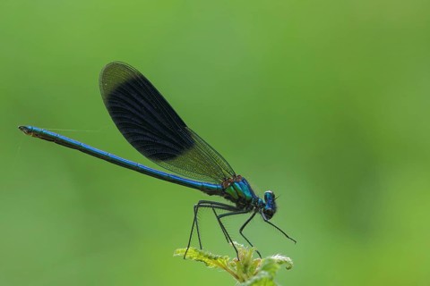Banded demoiselle (Calopteryx splendens), male, Wickerbach, Floersheim, Taunus, Hesse, Germany,