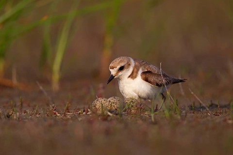Kentish plover (Charadrius alexandrinus) Female breeding on the ground at the water's edge, Danube