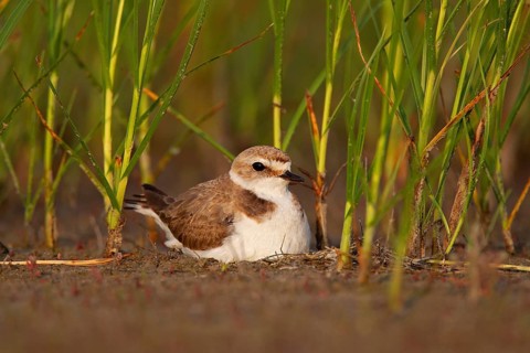 Kentish plover (Charadrius alexandrinus) Female breeding on the ground at the water's edge, Danube