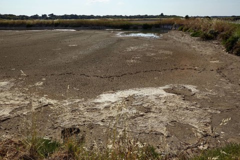Oyster breeding tank in Saint-Pierre-d'Oleron, Departement Charente-Maritime, Nouvelle-Aquitaine,