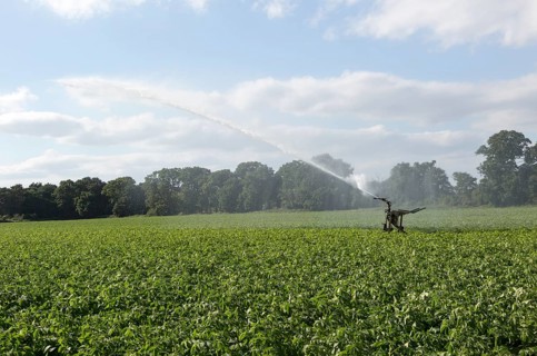 Irrigation sprayer watering field of potatoes, Shottisham, Suffolk, England, UK