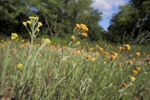 Sand immortelle (Helichrysum arenarium) with surroundings, habitat, nature, Mainz sand, Mombach,