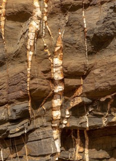 White veins of quartzite forming dykes crossing layers of metamorphosed sedimentary rock in the