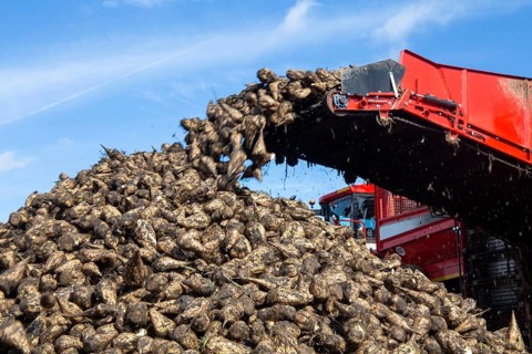 Sugar beet harvest in the Palatinate: The large mountains full of sugar beet at the edge of the