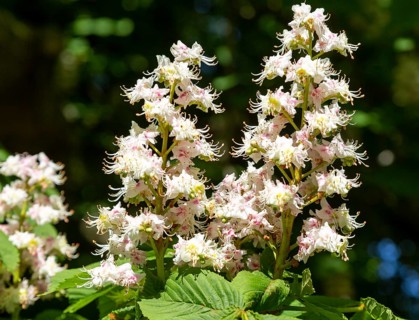 Candelabra flowers blossom horse chestnut tree, Aesculus hippocastanum, macro close up, UK