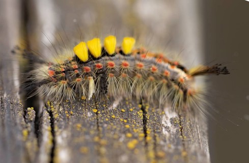 Close up macro shot of Vapourer moth caterpillar, Orgyia antiqua, four yellow tufts of hair-like