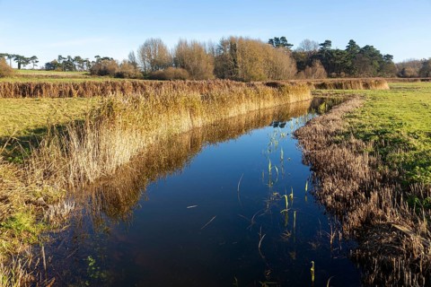 Marshland habitat reeds in drainage ditch, Ramsholt, Suffolk, England, UK