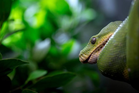 Green tree python (Morelia viridis), captive, occurrence New Guinea, Baden-Wuerttemberg, Germany,