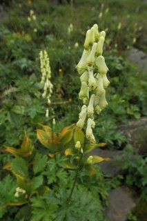 Monkshood (Aconitum vulparia), surroundings, Hahnenkopf, Fontanella, Faschina, Vorarlberg, Alps,