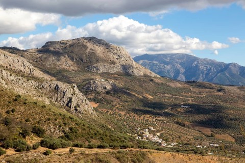Olive trees near village of Aldea de Guaro, Periana, Axarquia, Andalusia, Spain limestone mountains