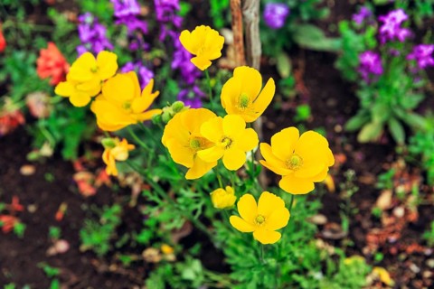 California poppy (Eschscholzia californica), also known as golden poppy, California poppy, yellow