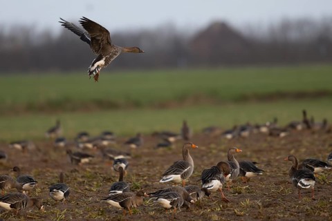 Bean goose (Anser fabalis), Texel, Netherlands
