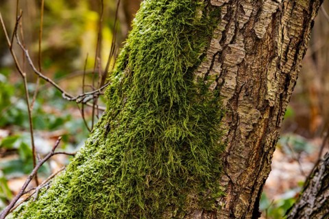 Mosses in winter on a tree in the Gottleuba valley, Bergieshuebel, Saxony, Germany, Europe