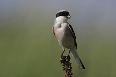 Lesser grey shrike (Lanius minor), Fueloephazi buckavidek, Kiskunsag National Park, Hungary, Europe