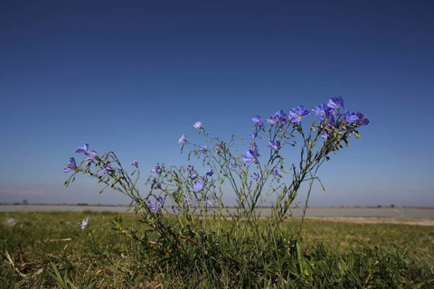 Flax (Linum usitatissimum) with surroundings and landscape, nature photography, Warmsee, Illmitz,
