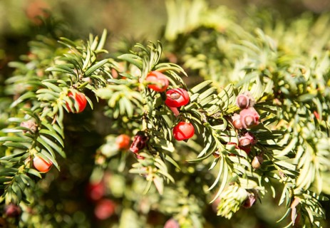 Close up red berries English yew tree, Taxus baccata, Yatesbury, Wiltshire, England, UK