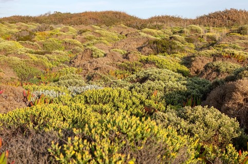 Vegetation Rota Vicentina Fishermen's Trail long distance coast path, Carvalhal, Alentejo Littoral,