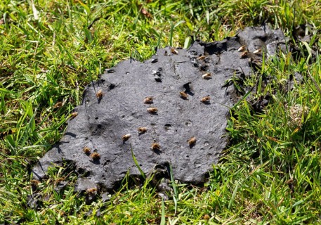Scathophaga stercoraria, yellow dung fly, golden dung fly